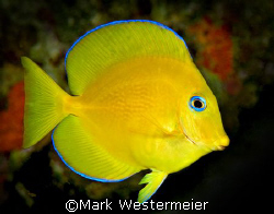 Mellow Yellow - Image taken in Bonaire with a D100, 105mm... by Mark Westermeier 
